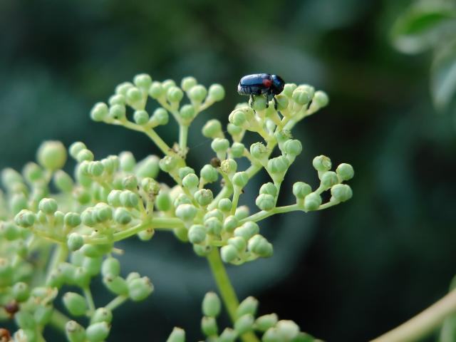 Bug with Plant