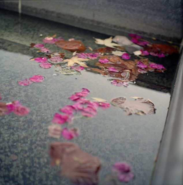 Floating Leaves and Petals