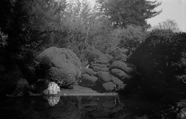 Pond at the Japanese Tea Garden
