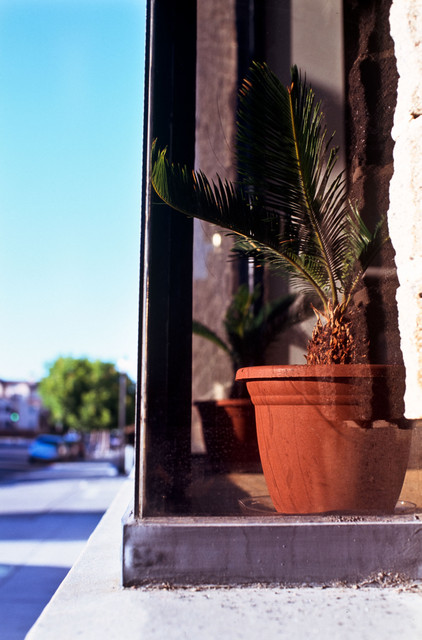 Window Plant #2